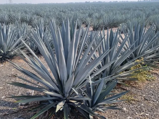 imagen_de_whatsapp_2023-12-26_a_las_11_08_12_25cf61de_crop1703612204490.jpg_914869537