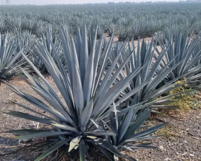 imagen_de_whatsapp_2023-12-26_a_las_11_08_12_25cf61de_crop1703612204490.jpg_914869537