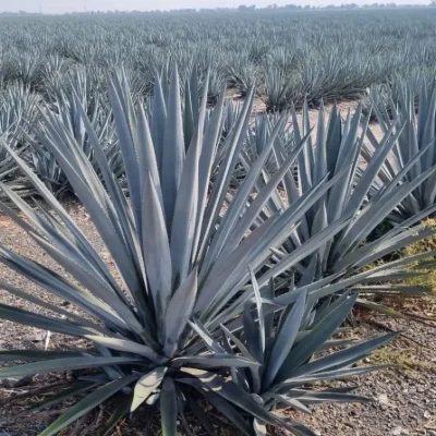 imagen_de_whatsapp_2023-12-26_a_las_11_08_12_25cf61de_crop1703612204490.jpg_914869537